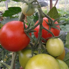 Tomaten met smaak