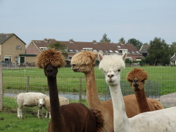 Alpaca