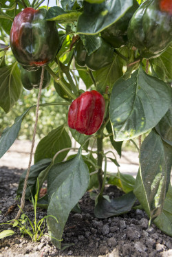 paprika plant