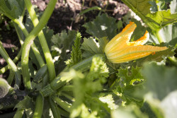 courgette