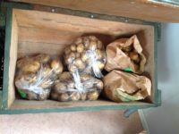 nieuwe aardappelen te koop op camping tuinderij welgelegen