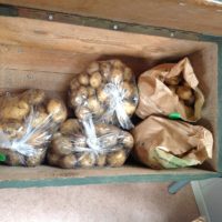 nieuwe aardappelen te koop op camping tuinderij welgelegen
