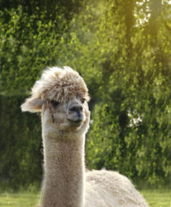 Alpaca Fabiola