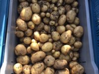 nieuwe aardappelen