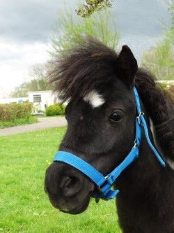 Reus onze mini appaloosa