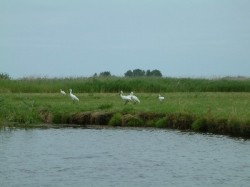 vogels