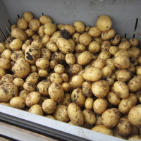 Nieuwe aardappelen