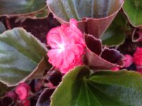 dubbele begonia