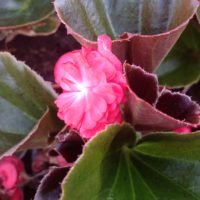 dubbele begonia