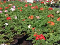 Geraniums