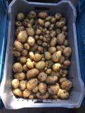 nieuwe aardappelen