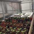 opkweek planten in kas